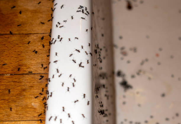 Best Pest Prevention Services  in Turner, OR