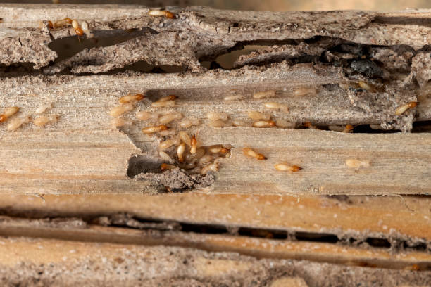 Best Affordable Pest Control Services  in Turner, OR